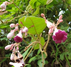 Amalocalyx microlobus
