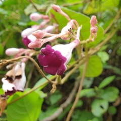 Amalocalyx microlobus