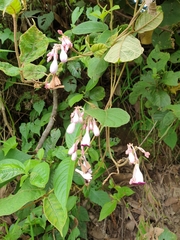Amalocalyx microlobus