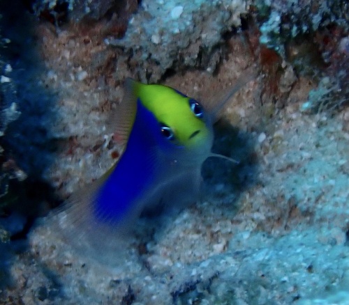 Sunrise dottyback (Pseudochromis flavivertex) — Pseudochromidae — 4