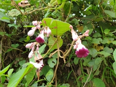 Amalocalyx microlobus
