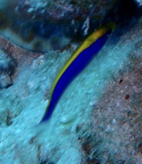 Pseudochromis flavivertex