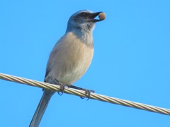 Aphelocoma coerulescens