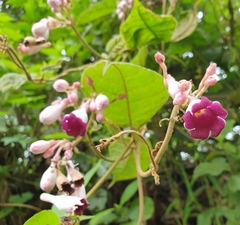 Amalocalyx microlobus