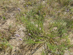 Aspalathus cephalotes violacea