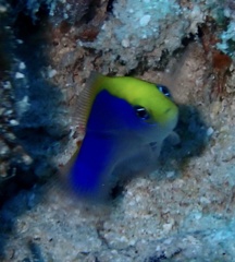 Pseudochromis flavivertex
