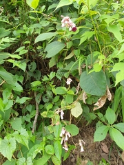 Amalocalyx microlobus