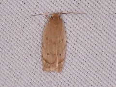 Antaeotricha haesitans