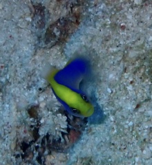 Pseudochromis flavivertex