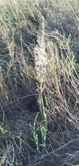 Drimia sanguinea