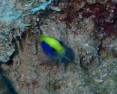Pseudochromis flavivertex