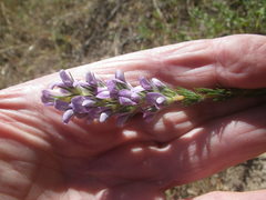 Aspalathus cephalotes violacea