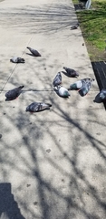 Columba livia