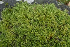 Hypnum cupressiforme