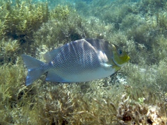 Vermiculated Spinefoot photo 2