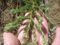 Aspalathus cephalotes violacea