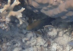 Hemiglyphidodon plagiometopon