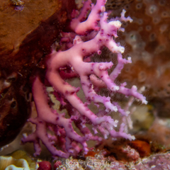 Stylaster roseus