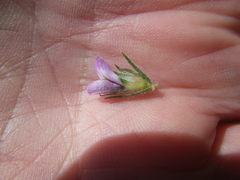 Aspalathus cephalotes violacea