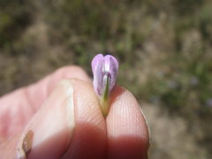 Aspalathus cephalotes violacea