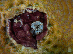 Bellactis caeruleus