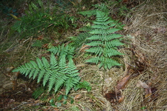 Dryopteris dilatata