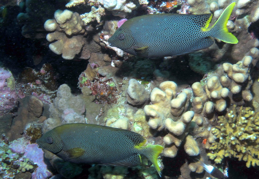 Brown-Spotted Spinefoot