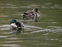Anas platyrhynchos