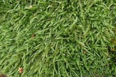 Hypnum cupressiforme