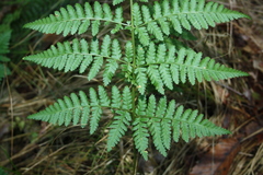 Dryopteris dilatata