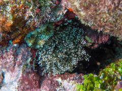 Laviactis lucida