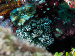 Laviactis lucida