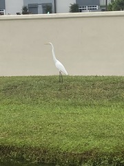 Ardea alba