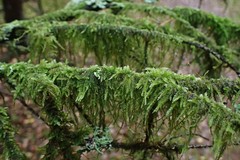 Hypnum cupressiforme