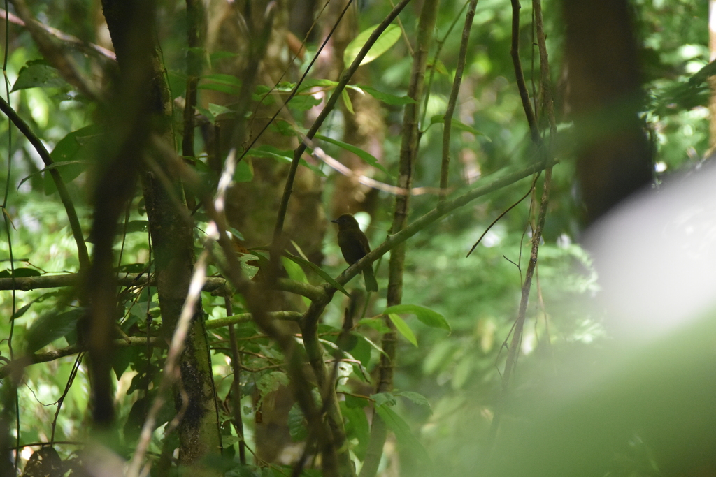 Schiffornis veraepacis