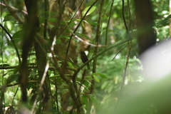 Schiffornis veraepacis