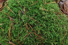 Hypnum cupressiforme