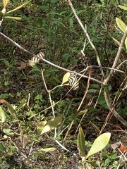 Heliconius charithonia image