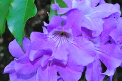Bignonia binata