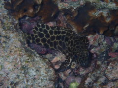 Epinephelus quoyanus