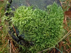 Hypnum cupressiforme