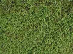 Hypnum cupressiforme