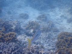 Scolopsis monogramma