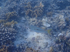 Scolopsis monogramma