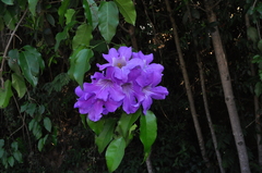 Bignonia binata
