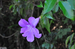 Bignonia binata