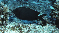 Fine-Spotted Rabbitfish photo 4