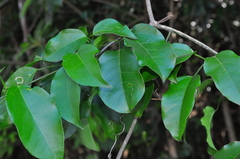 Bignonia binata