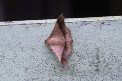 Chilkasa falcata