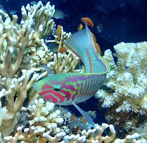 Klunzinger's Wrasse — seen at this dive site